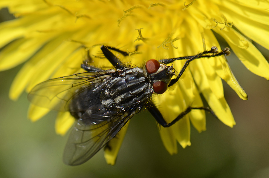 Sarcophaga sp